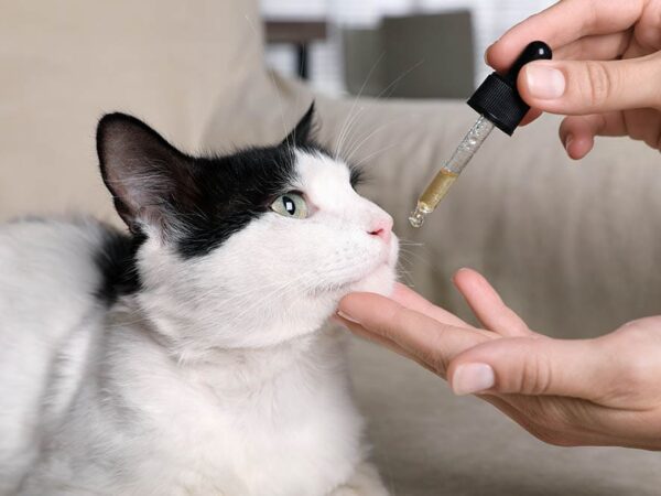 Everything you want to know about CBD for cats