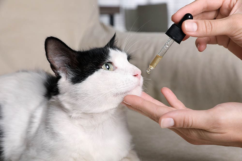 Everything you want to know about CBD for cats